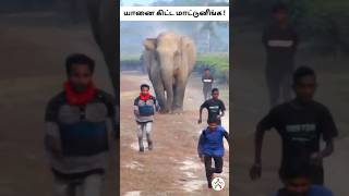 யானை கிட்ட மாட்டுனீங்க 🥴 Elephant Attack 🐘#shorts #elephant #animals