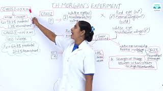 BIOLOGY 5 3 15   T H  Morghan's Experiment Cross II