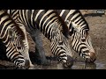 LIVE at the waterhole - 14 June 2025