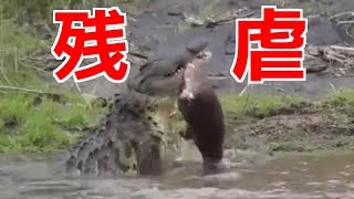 【驚くべき力】ワニがカバを喰い千切るところ