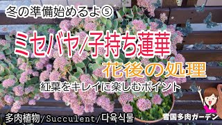 【多肉植物】冬の準備始めるよ⑤　ミセバヤ・子持ち蓮華/花後の処理/紅葉をきれいに楽しむポイント