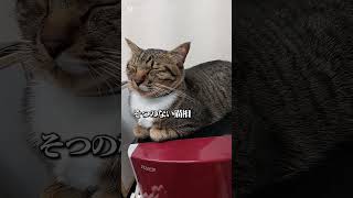 壮大な音楽と、ただの猫#shorts#メリークリスマス#猫動画