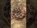 #Russellviper #wildlife #nature #scales #wildlifephotogra #youtube #love #trend #snake #edit #meme