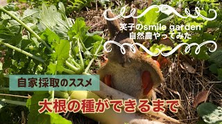 【自家採取のススメ】大根の種ができるまで