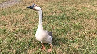 Chatting with Gertrude The Guard Goose \u0026 Her Adorable Flock xD