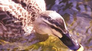 鶴見川水系恩田川の野鳥達0120【シジュウカラの水浴び】ジョウビタキのオス、カワウの青い目　#身近な生き物語　#今日撮り野鳥動画まとめ