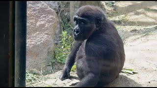 キンタロウが来園者をチラ見した Kintaro taking a glance at the visitors 【京都市動物園】ゴリラ Gorilla