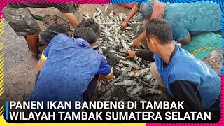 Panen ikan bandeng hasil budidaya || proses panen ikan di tambak #shorts