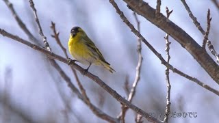 空屋根FILMS#73 野鳥4K マヒワ やっぱりハンノキで採食 3月中旬