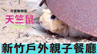 『新竹』親子動物餐廳｜福樂休閒漁村烏魚全餐料理｜厭世奶爸出走日記