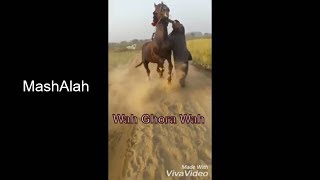 Chal Baz + Dancer Horse | Chal Baz + Dancer Ghora | Desi Horses