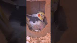 we have baby cockatiels 🐥