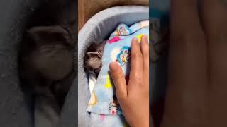 おやすみ子猫にお布団をかけてあげたらかわいすぎた【保護猫】Hush Little Baby　#shorts