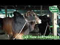 আলেমদের উদ্যোগে ন্যাচারালভাবে গরু পালন cow rearing naturally with the initiative of scholars