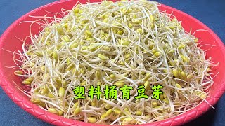 It's too easy to sprout your own beans自己发豆芽太简单了，不用买豆芽机，豆子泡泡倒在桶里三天就能吃了