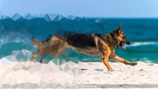 OpenCV Mosaic demo
