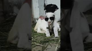 😯 Bakra eid videos 🐐🐪🐄🐂 #shorts #viral #short #badobadi #bakra #cow #kids #song #qurbani #trending