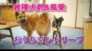 雑種犬　鈴ちゃん\u0026風愛ちゃん、おうちでボールレトリーブ