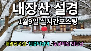 내장산 폭설 설경 /서해안폭설영향/우화정의 환상의 설경뷰 /1월9일실시간/단풍터널이 눈꽃터널/이영상하나면 끝!!/내장사 설경보러와요/