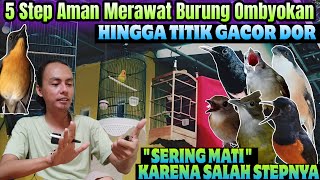 GAK DISANGKA SESIMPEL INI ⁉️ 5 CARA AMPUH MERAWAT BURUNG Bahan OMBYOKAN Hingga GACOR DOR