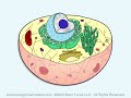 cell organelles animated music video