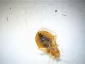 臭蟲 床蝨 bed bugs 溫帶臭蟲 cimex lectularius