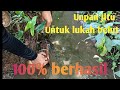 Lukah belut (bubu) || umpan jitu menangkap belut