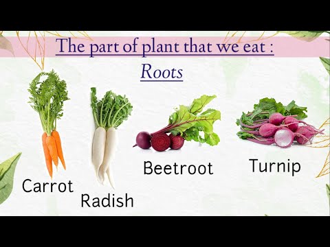 Where do plants their extra food?