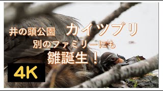 井の頭公園・別のカイツブリファミリーにも雛誕生！