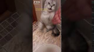 猫カフェに行ったら飼い猫に滅茶苦茶怒られた😭