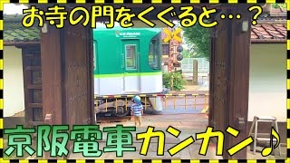 【踏切】お寺の境内にある珍しい踏切♪京阪電車が豪快に通過♪カンカン♪08♪京津線♪ Railroad crossing♪रेलमार्ग पारगमन  railway level crossover