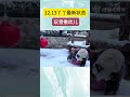 12.13丫丫雪中撒欢儿～～丫丫越来越活泼了～ 丫丫 熊猫丫丫 熊猫 panda yaya 下雪 萌兰