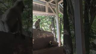 Monkeys at Alipiri route