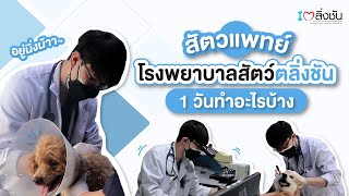 สัตวแพทย์โรงพยาบาลสัตว์ตลิ่งชัน 1 วันทำอะไรบ้าง