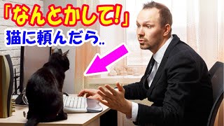 上司にミスを押し付けられピンチに。「何とかして欲しい」とヤケクソで猫にお願いしたら..【猫の不思議な話】【朗読】