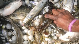 Chilika  fishing Indian s largest lake vlog odisha @MrChilikaVlogs