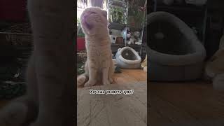 @VegasScottishFold6653 #tiktok #чудо #cat #funny #catlover#cute #pets #animals #top#scottishfold#