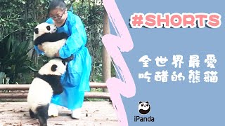 全世界最愛吃醋的熊貓 | iPanda #Shorts