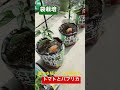 【袋栽培】植えて2週間後のレタスとトマト ※３週間後ではありません