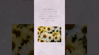 【花言葉】マーガレット   ‐ 木春菊 ‐