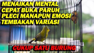 PANCINGAN PLECI CEPAT BUKA PARUH , CUKUP PUTAR MASTERAN INI SAJA