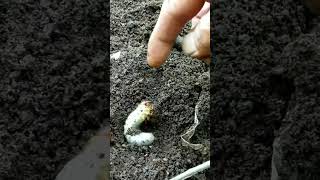 NGERI! Ternyata Larva Kumbang sangat Ganas 😱😱😱 #snailhunter