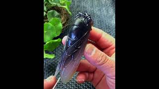 You Won't Believe How This Carver Brings Big Blackhead Cicada to Life! - Home178