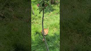 அடினியம் செடி இவ்வளவு பெருசா வளருமா #adenium