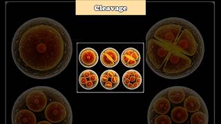 WHAT IS CLEAVAGE #cleavage || WHAT IS CLEAVAGE #zygote#morula #biology  #shorts#treanding