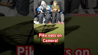 Northern Pike eats on Camera! #icefishing #northernpike #fishing #fyp #foryou #shorts