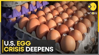 US Egg Prices Hit Record Highs ; Americans Turn to Backyard Chickens | World News | WION