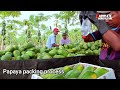 how to farming millions of papaya and papaya harvesting u0026 papaya fruit processing