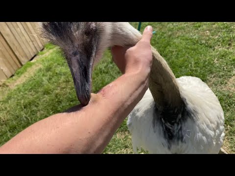 How do emus defend themselves?