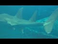 サメ「スポットガイド」・葛西臨海水族園